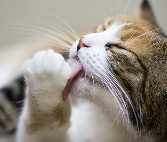 如何预防猫咪毛球症